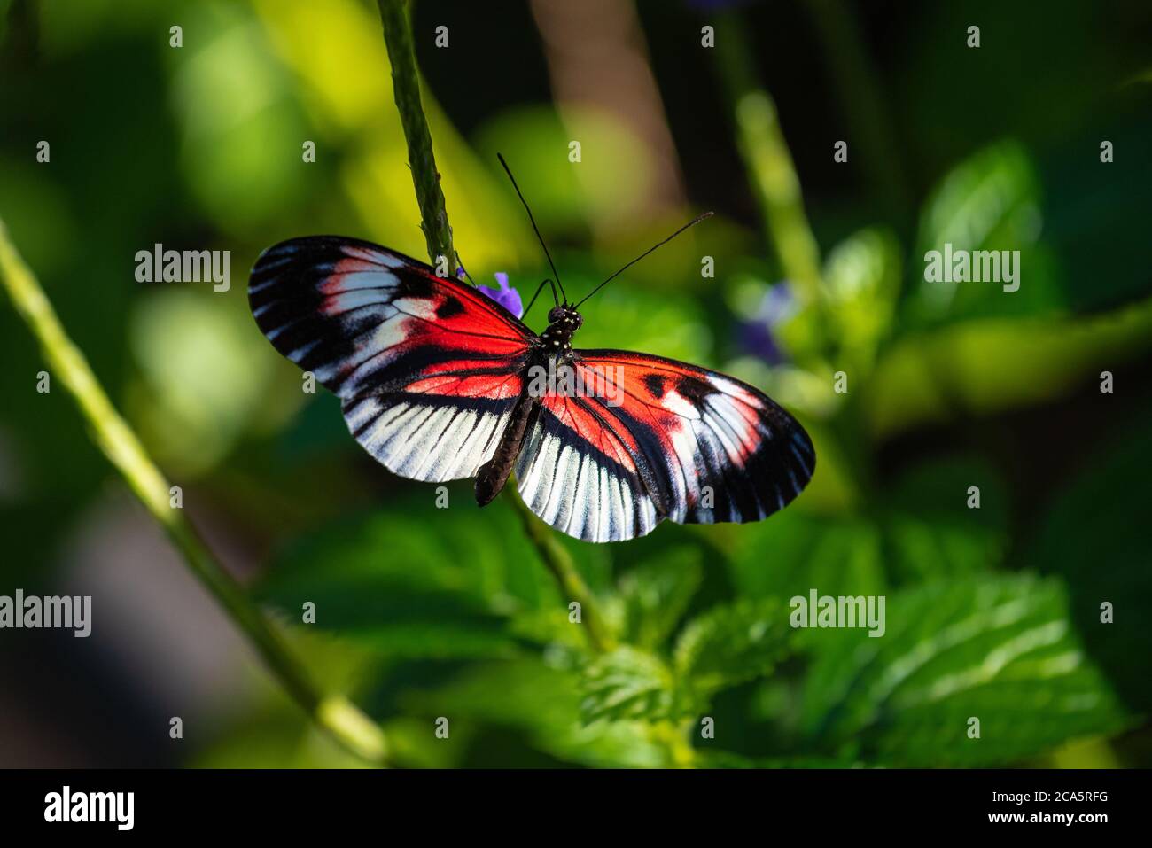 Piano Key Schmetterling auf einem Blatt auf einer Pflanze ruhen Stockfoto