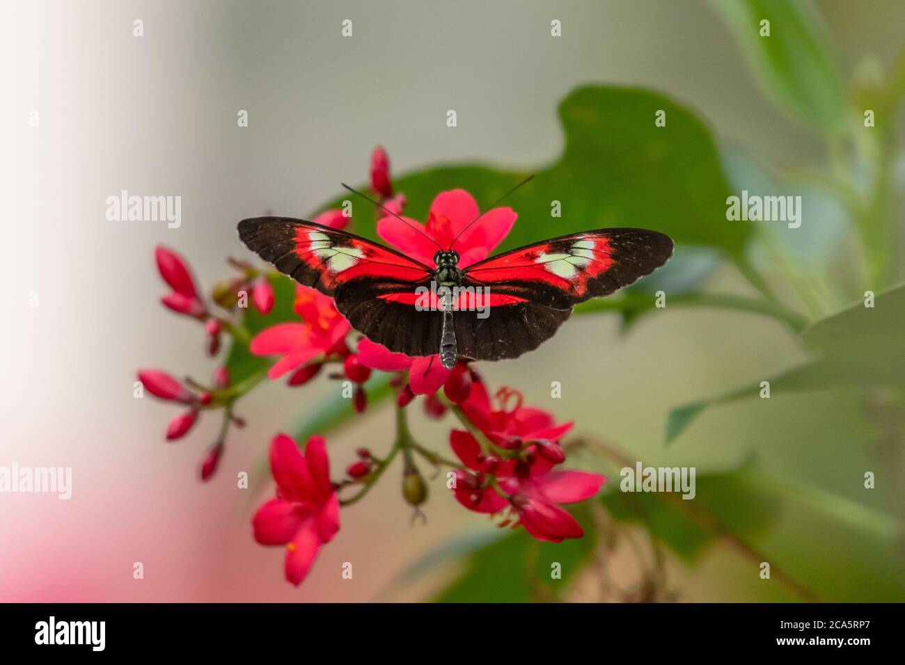 Piano Key Schmetterling Sammeln von Nektar aus einer Blume Stockfoto