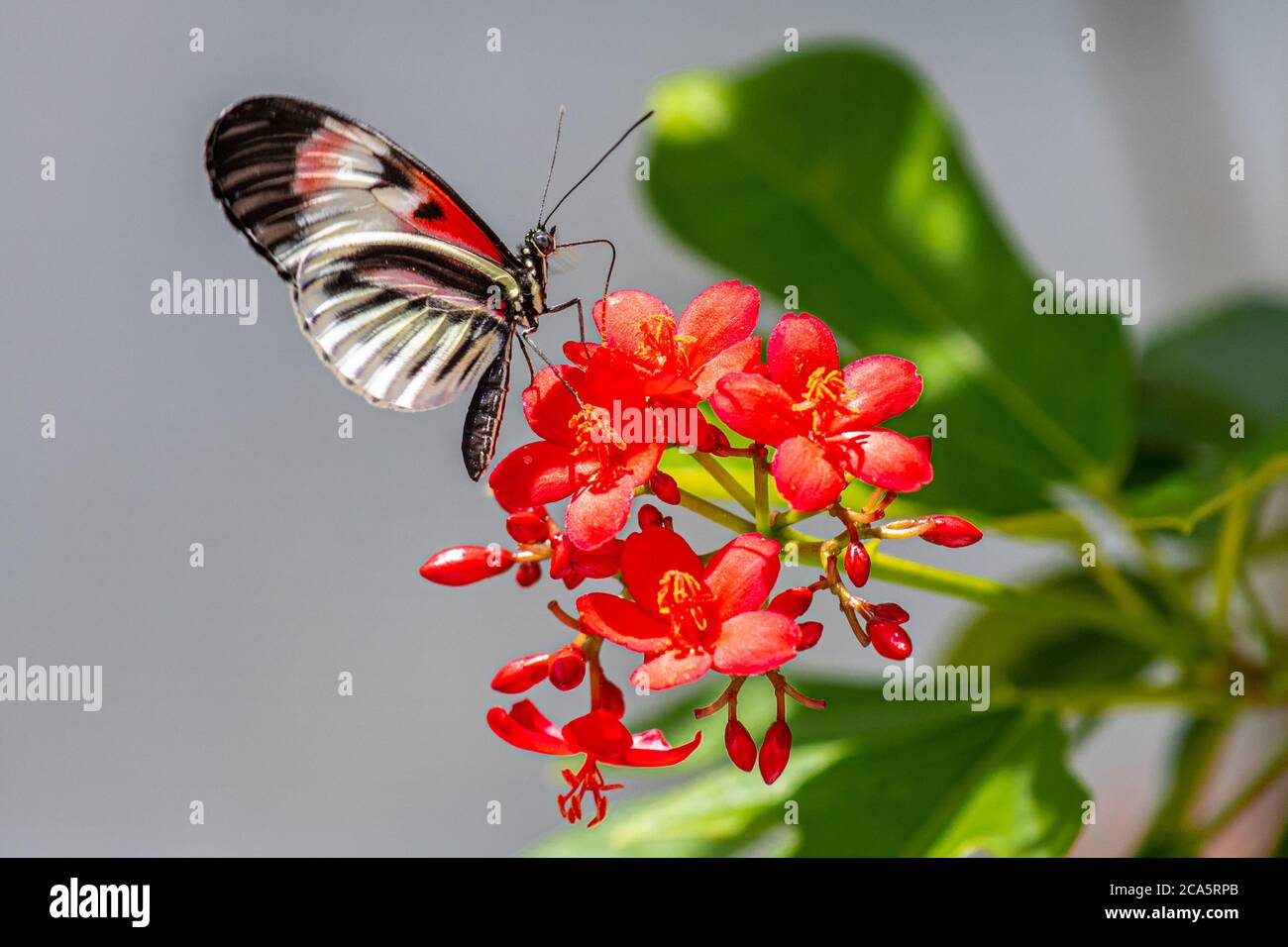 Piano Key Schmetterling Sammeln von Nektar aus einer Blume Stockfoto