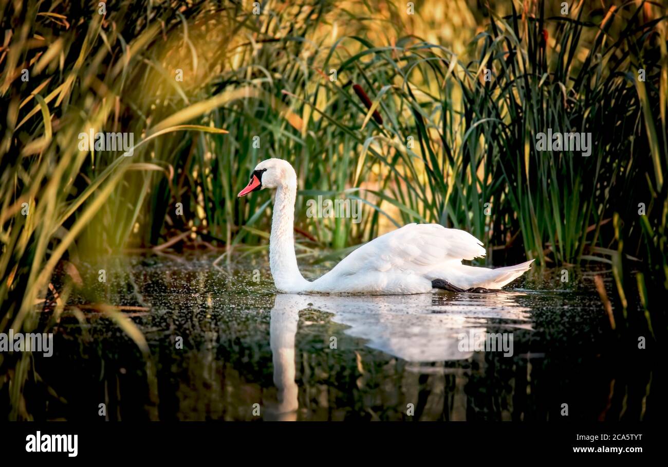 Schwan steht mit ausgebreiteten Flügeln auf einem Felsen im blau-grünen Wasser, weißer Schwan auf Wasser, weißer Schwan schwimmt im grünen Schilfgras. Stockfoto