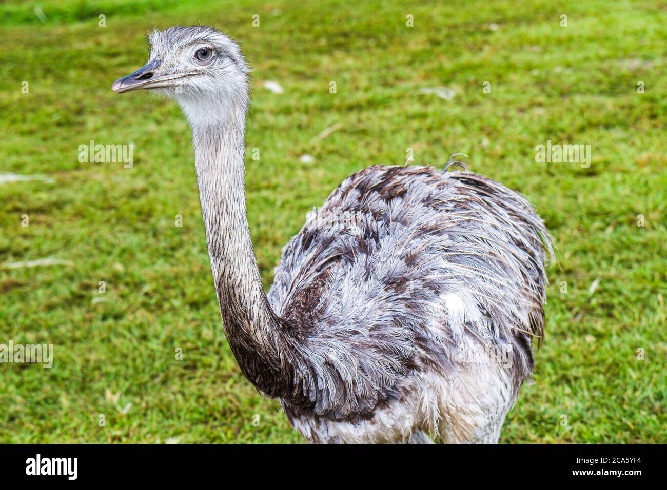 West Palm Beach Florida, Loxahatchee, Lion Country Safari, Durchfahrt, wilde Tiere, südamerikanische rhea, Vogelvögel, große, rhea Americana, Besucher reisen Stockfoto