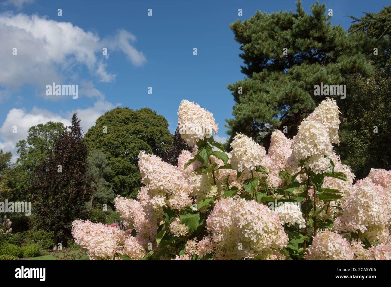 Blütenköpfe eines Hortensia paniculata 'Phantom' Strauch, der in einem Landhausgarten in Rural Devon, England, Großbritannien wächst Stockfoto