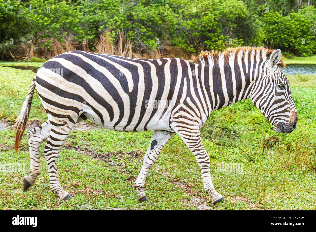 West Palm Beach Florida, Loxahatchee, Lion Country Safari, Fahrt durch, wilde Tiere, afrikanische Grant's Zebra, equus burchelli bohmi, Besucher reisen traveli Stockfoto