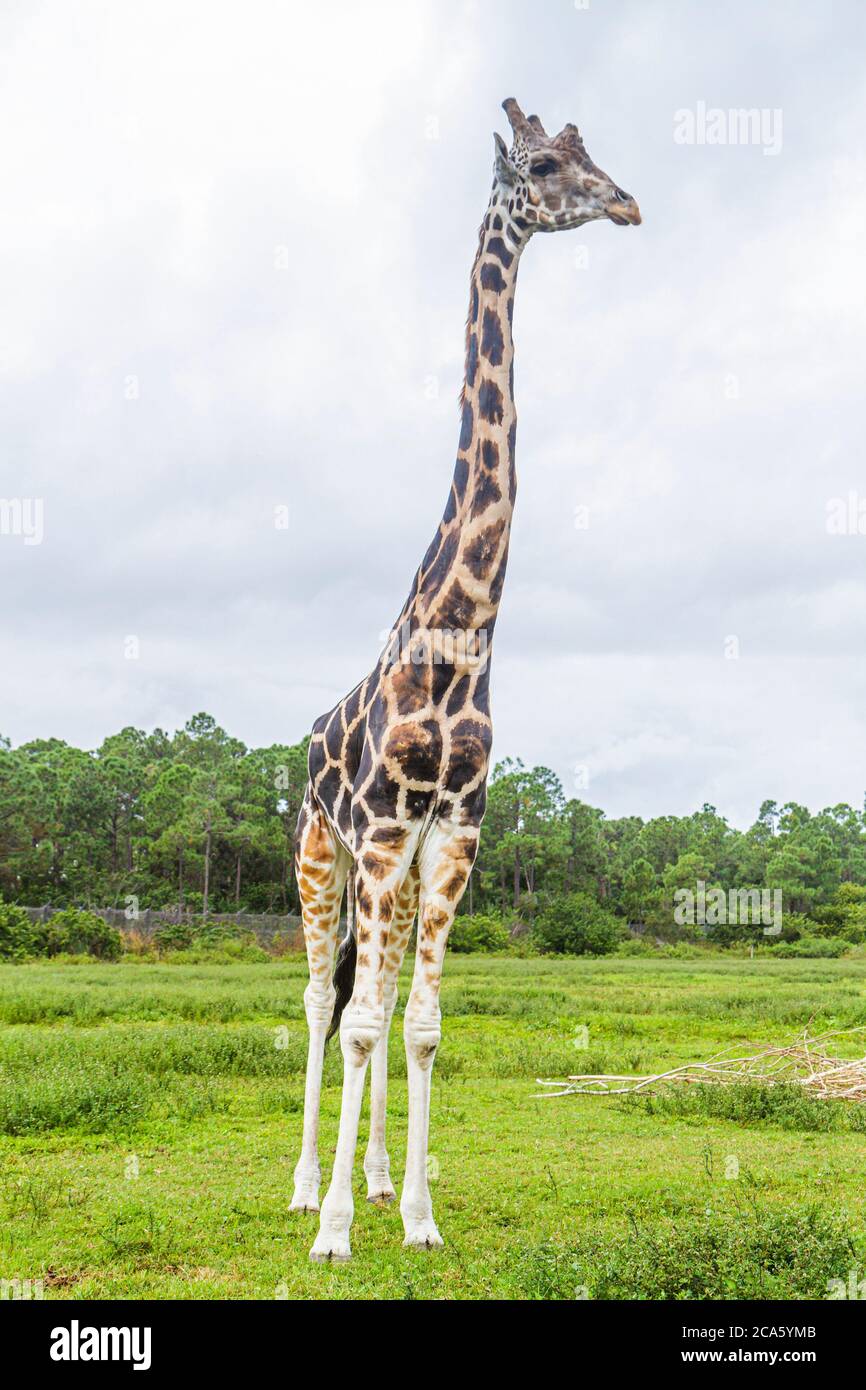 West Palm Beach Florida, Loxahatchee, Lion Country Safari, Fahrt durch, wilde Tiere, afrikanische Giraffe, Giraffa-Kamelopandalis, Besucher reisen nach Stockfoto