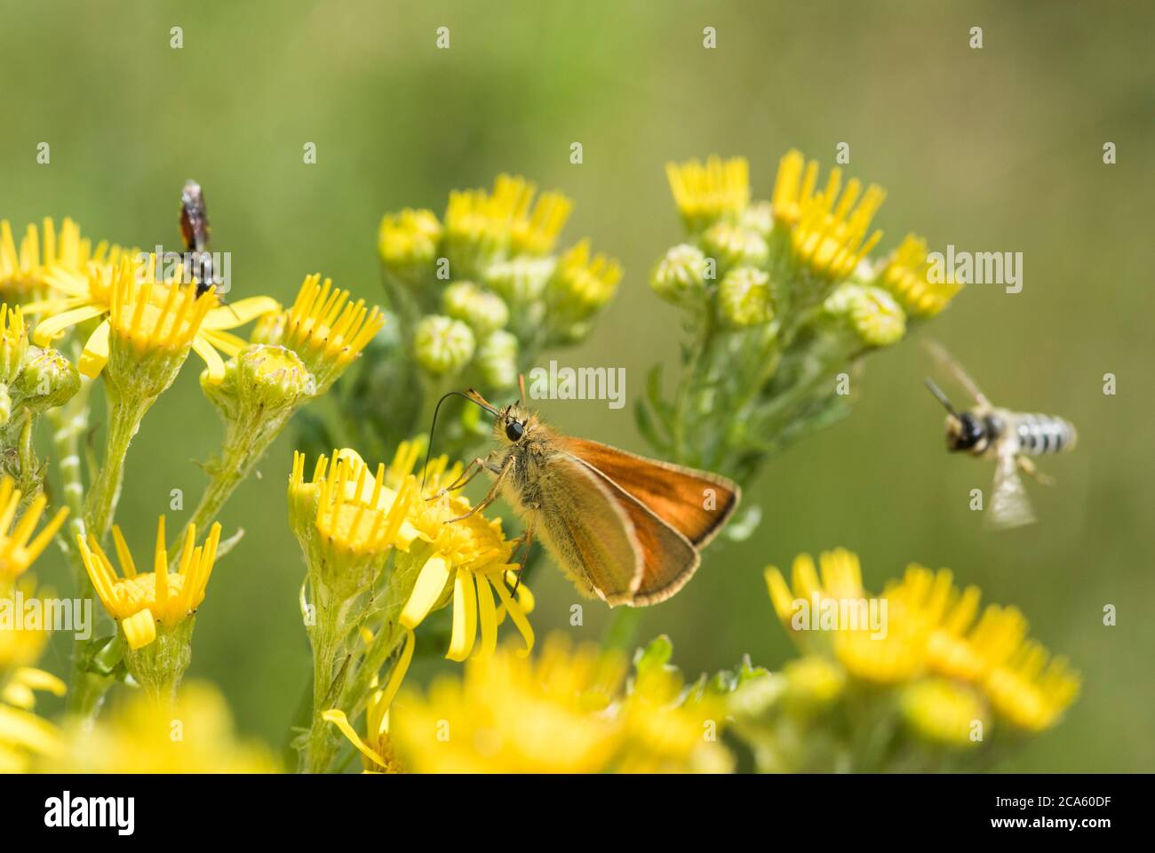 Kleiner Skipper (Thymelicus flavus) füttert Ragwürz Stockfoto