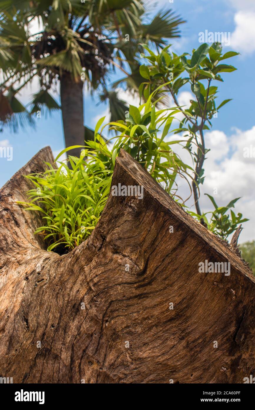 Ein Sämling, der in freier Wildbahn aus einem Baumstamm wächst. Stockfoto