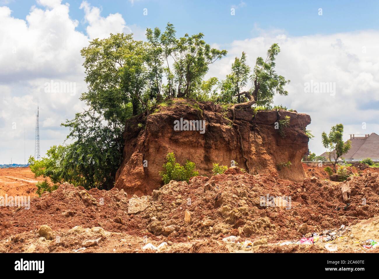 Grüne Pflanzen und Bäume wachsen auf einem Felsen mit einigen seiner Wurzeln an einem hellblauen Morgen ausgesetzt Stockfoto