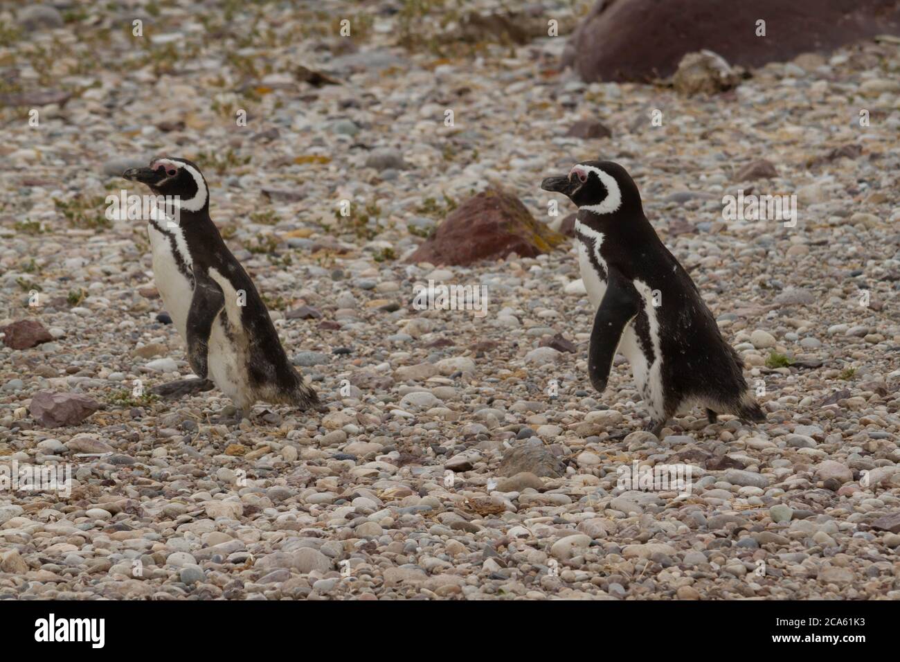 Zwei Pinguine. Stockfoto