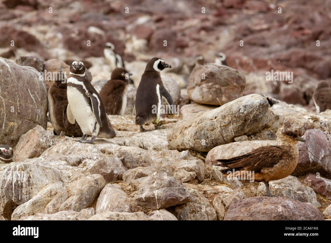 Pinguin Kolonie Stockfoto