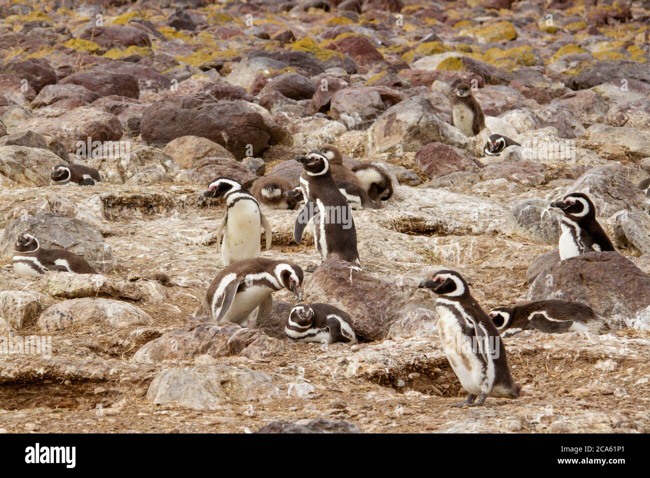 Pinguin Kolonie Stockfoto