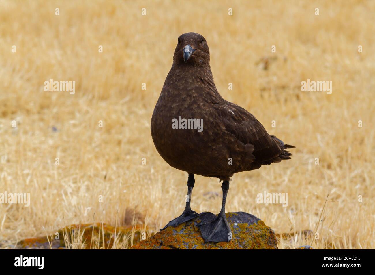 Nahaufnahme von Skua in Puerto Deseado, Argentinien Stockfoto