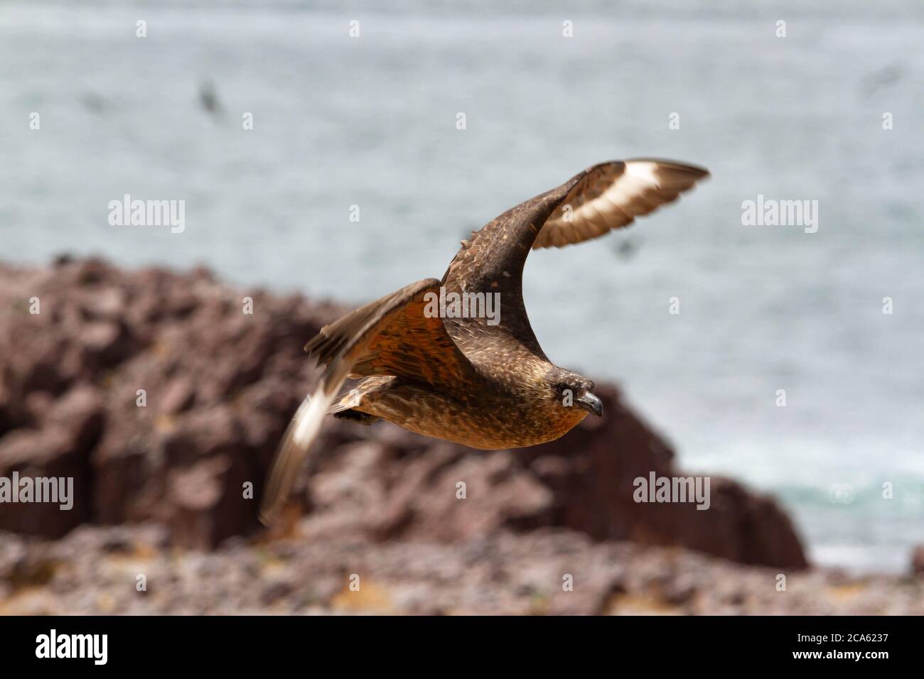 Skua fliegen Stockfoto