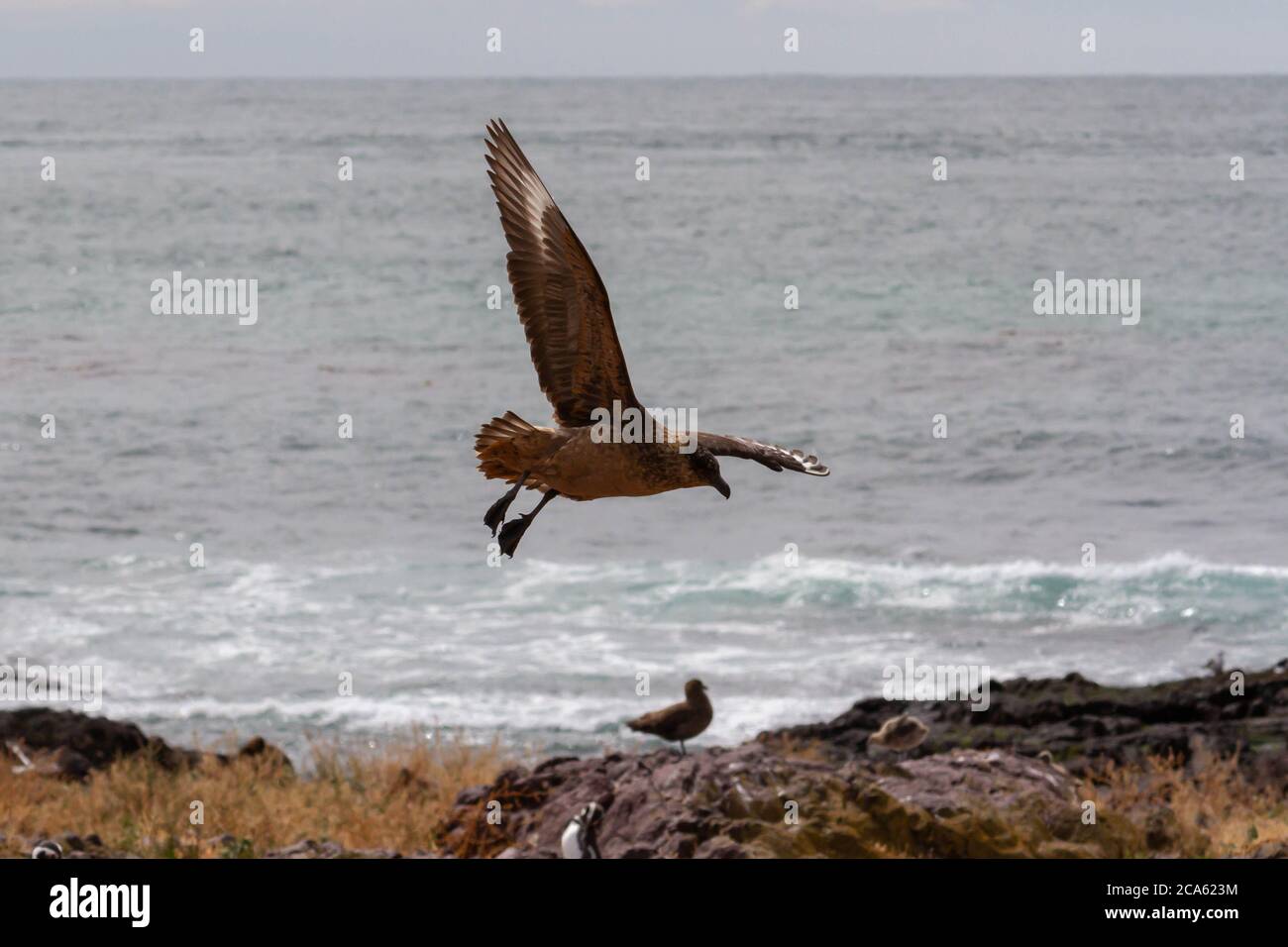 Skua fliegen Stockfoto