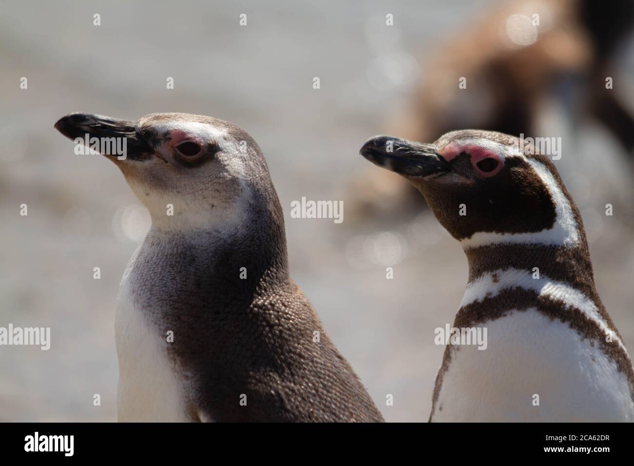 Magellanic Pinguin Erwachsene und ein Jugendlicher aus dem Meer kommen Stockfoto
