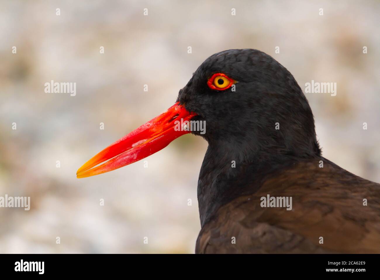 Nahaufnahme des schwarzen Austernfischer in Patagonien Stockfoto