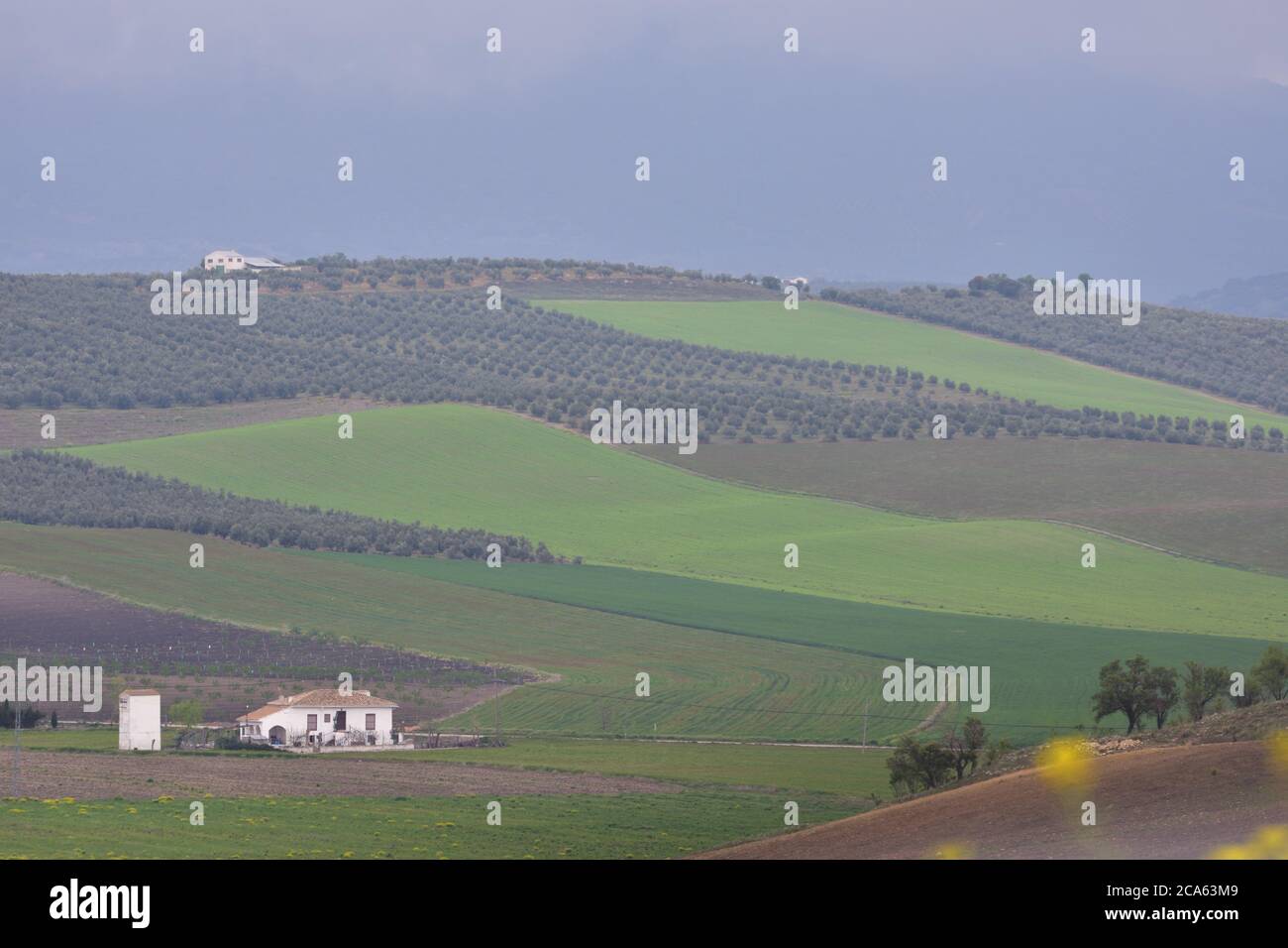 Andalusisches Bauernhaus umgeben von Feldern mit Getreide und Olivenbäumen bepflanzt Stockfoto