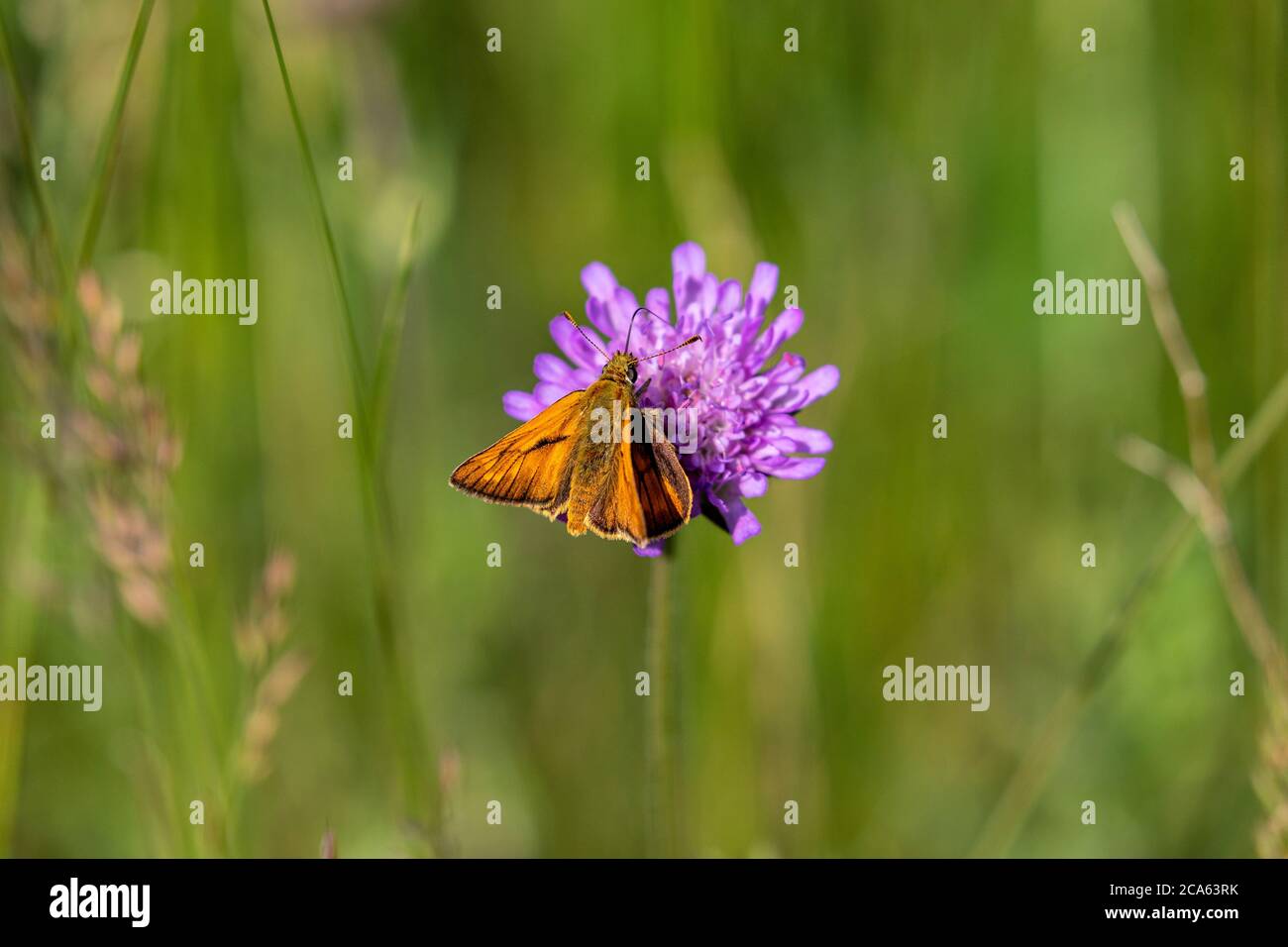Großer Skipper (Ochlodes sylvanus) auf Blüte Stockfoto