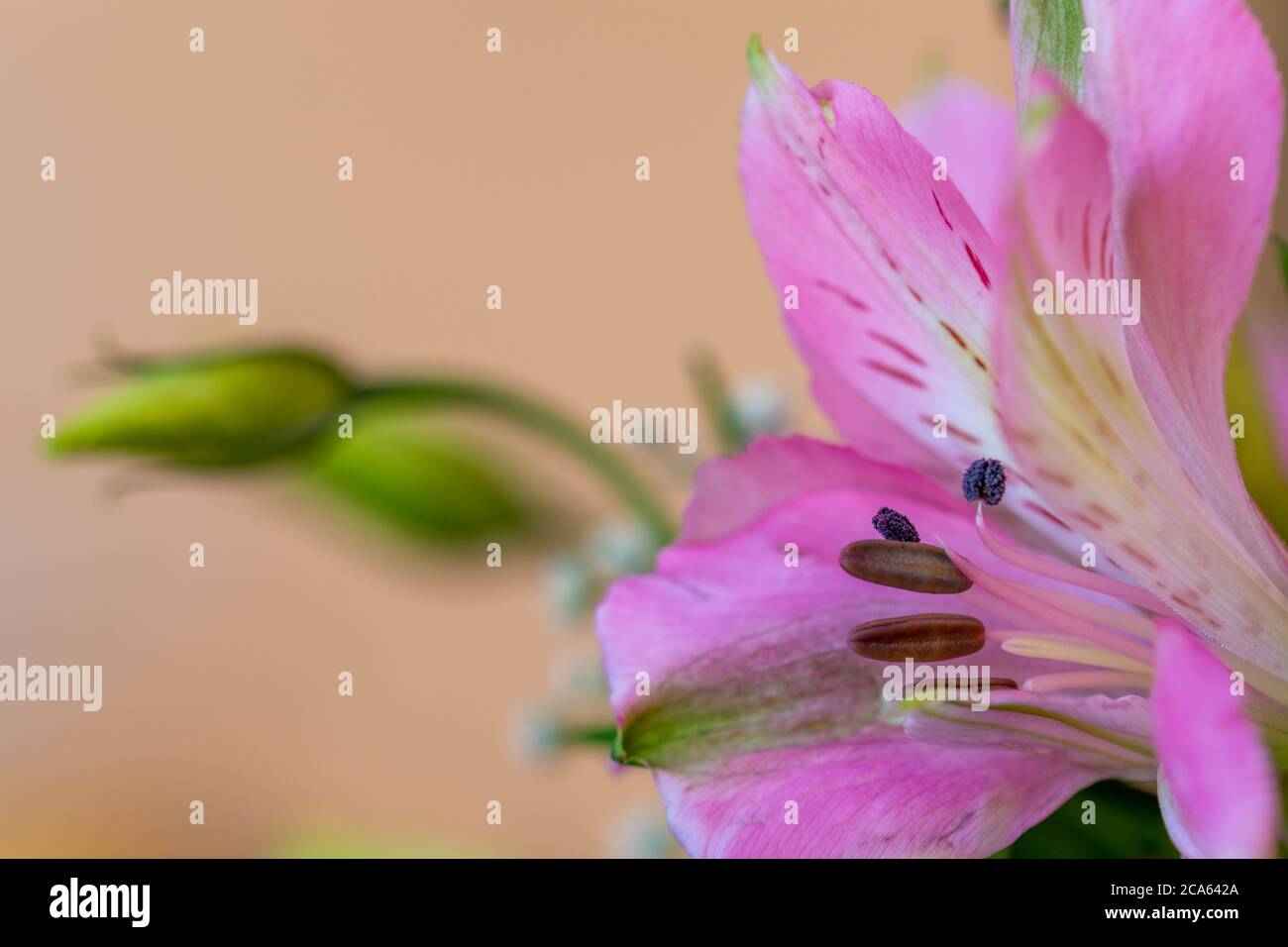 Nahaufnahme eines Bouquets von frischen, abwechslungsreichen Blumen mit bunten Rosen, Knospen, Farnen, Lisianthus Stockfoto