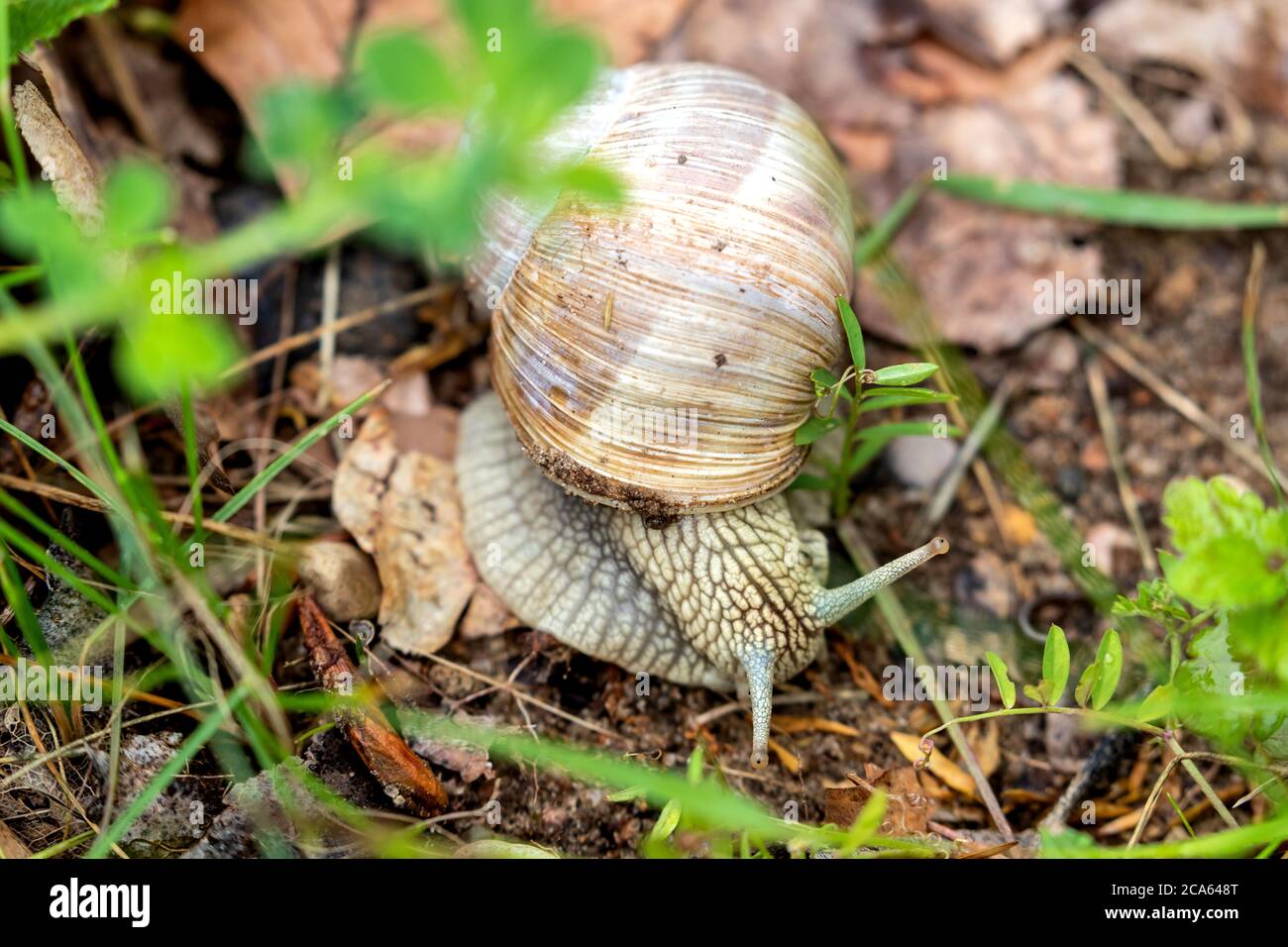 Langsame römische Schnecke (Helix pomatia) Stockfoto
