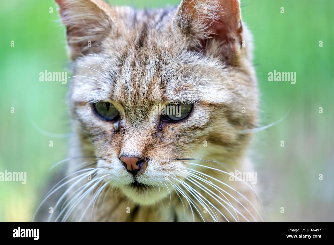 Nahaufnahme der europäischen Wildkatze (Felis silvestris) Stockfoto