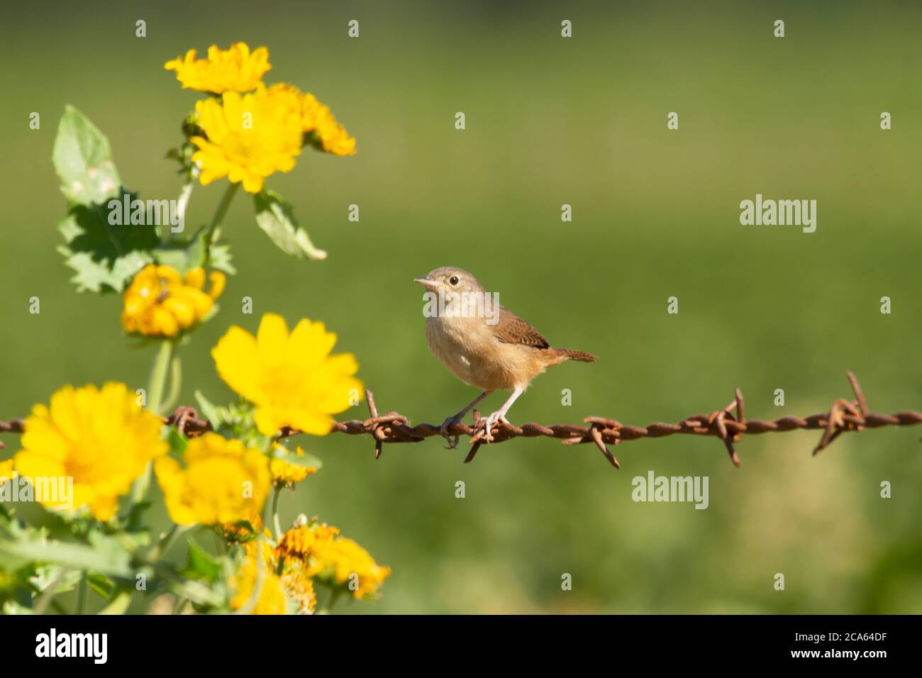 Kleiner brauner Vogel, der auf einem Zaun im Feld mit gelben Blüten thront Stockfoto