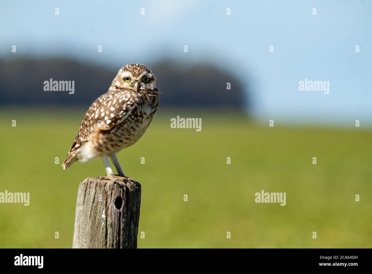 Kleine Eule, die auf einem Pfosten im Feld steht Stockfoto