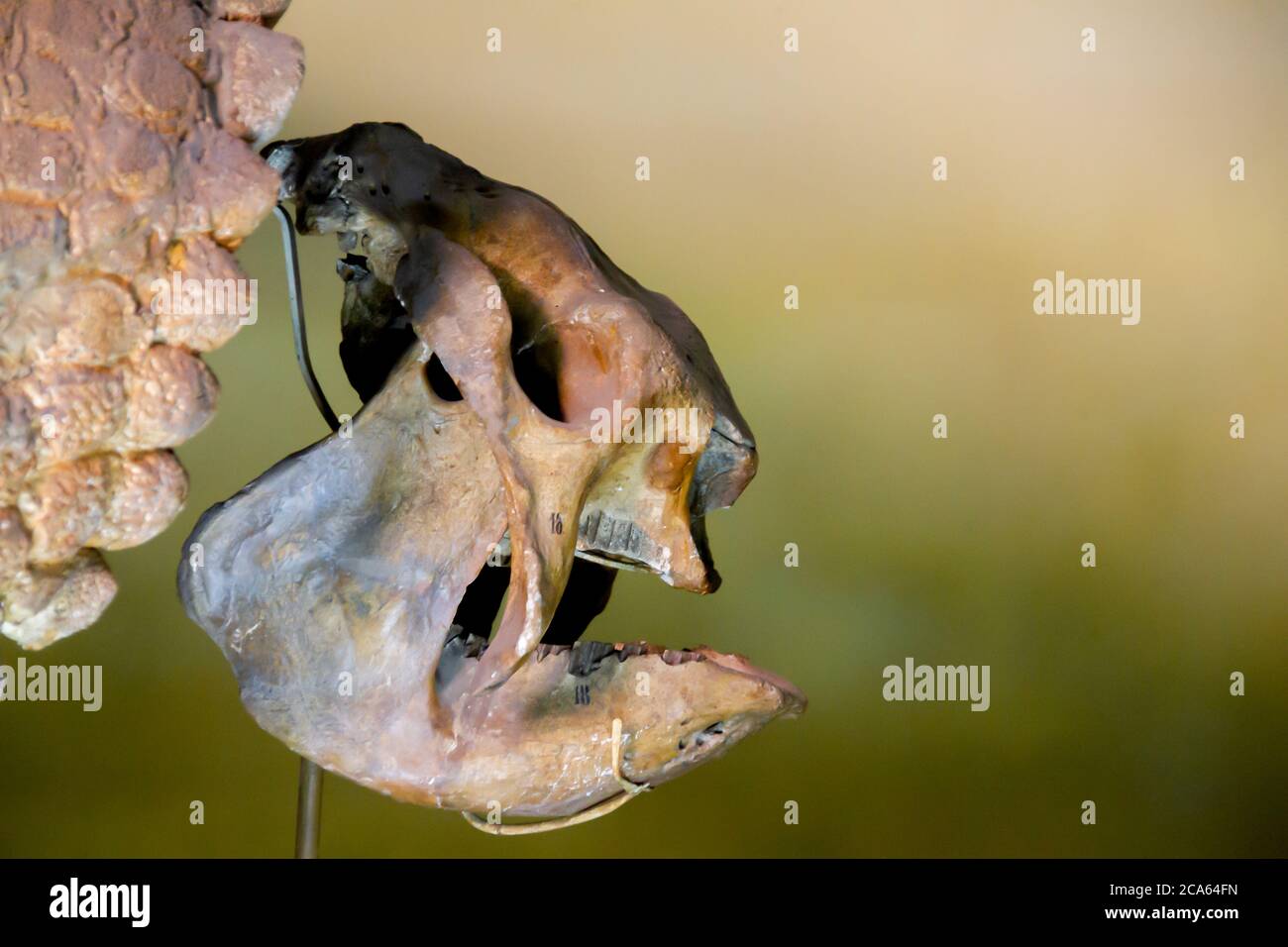Fossiler Kopf einer Glyptodon Stockfoto