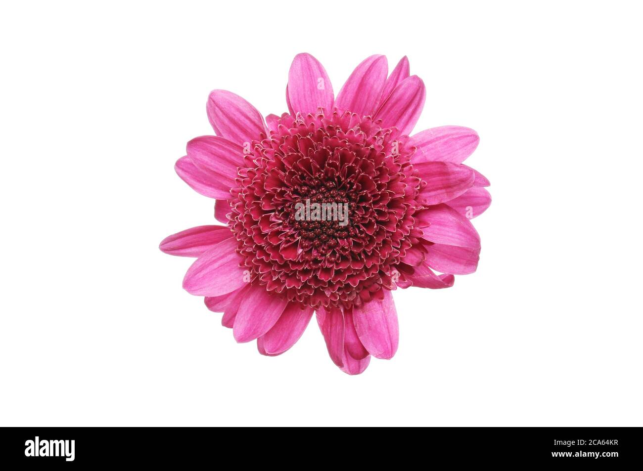Lila Chrysantheme Blume isoliert gegen weiß Stockfoto