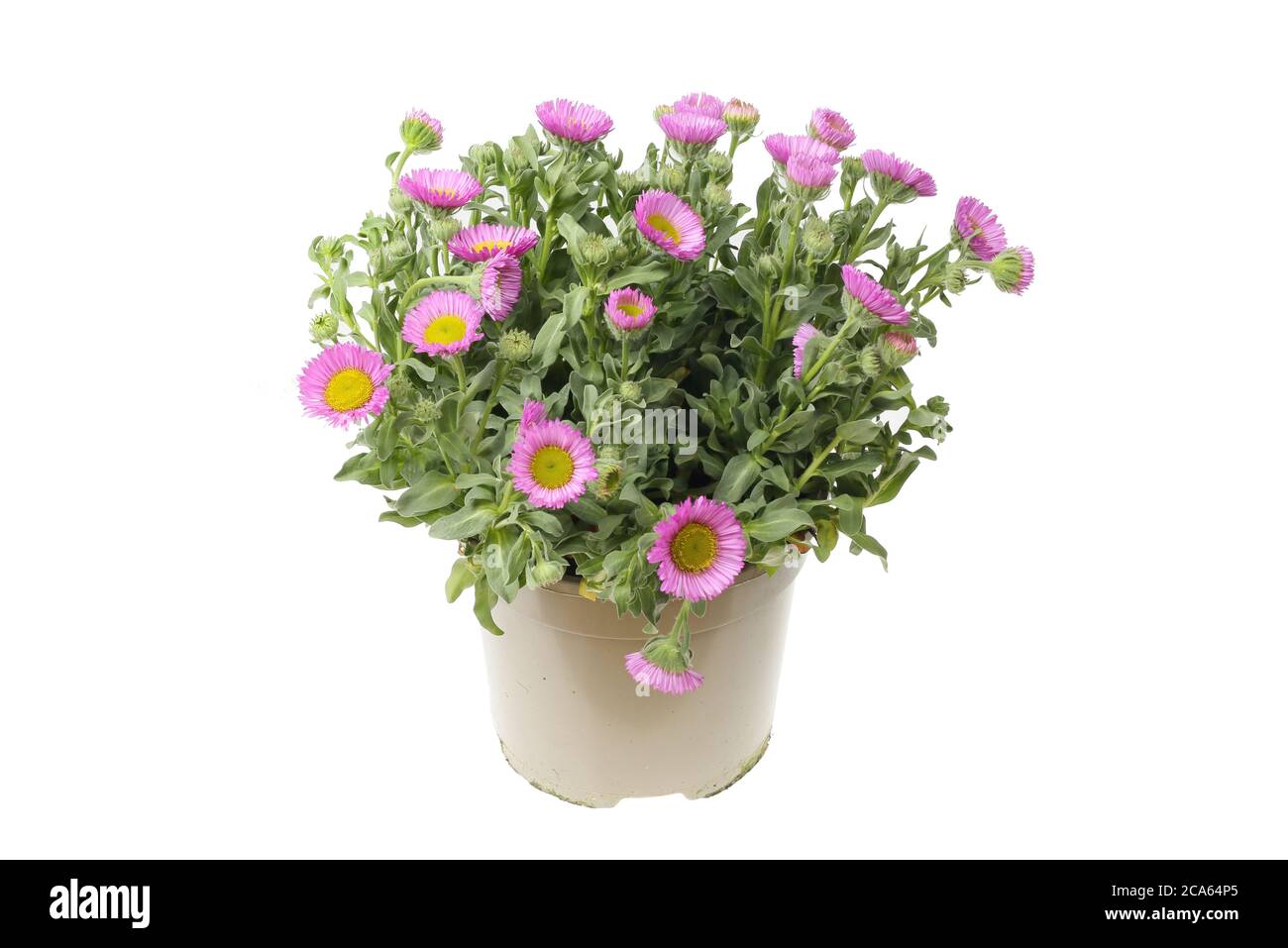 Blühende erigeron Pflanze in einem Topf isoliert gegen weiß Stockfoto