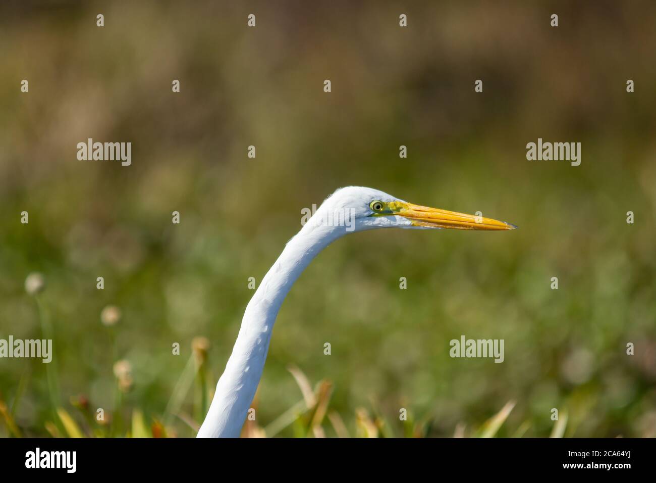 Egrette, weißer großer Vogel Stockfoto