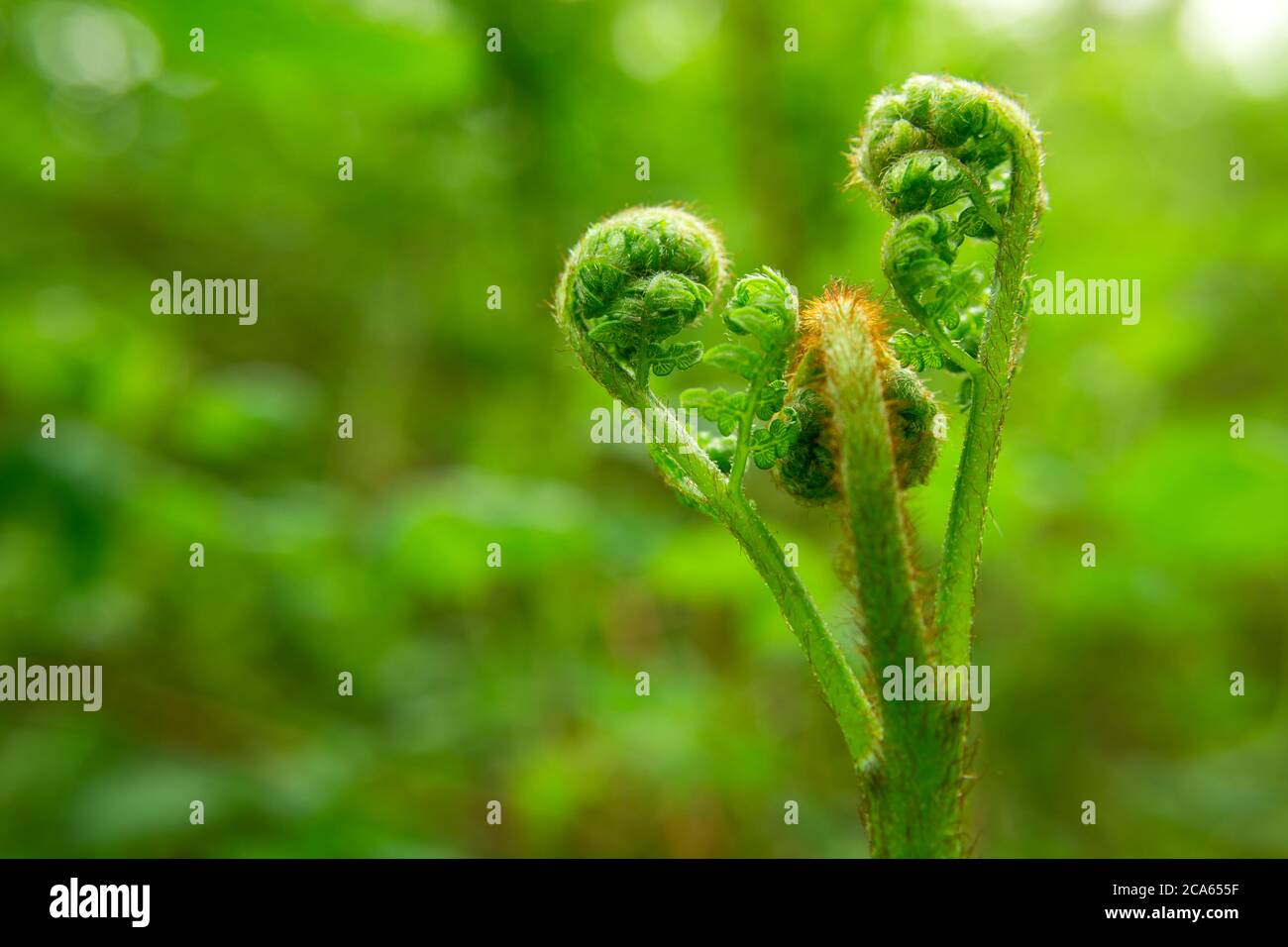 Ein junger wachsender Farn auf einem grünen Waldgrund Stockfoto