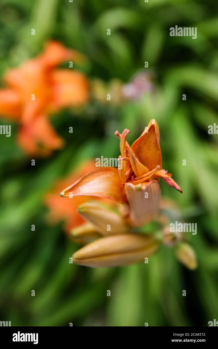 Hemerocallis Golden Orchid, Orange Day Lily in Yorkshire Garden August Blumen Stockfoto