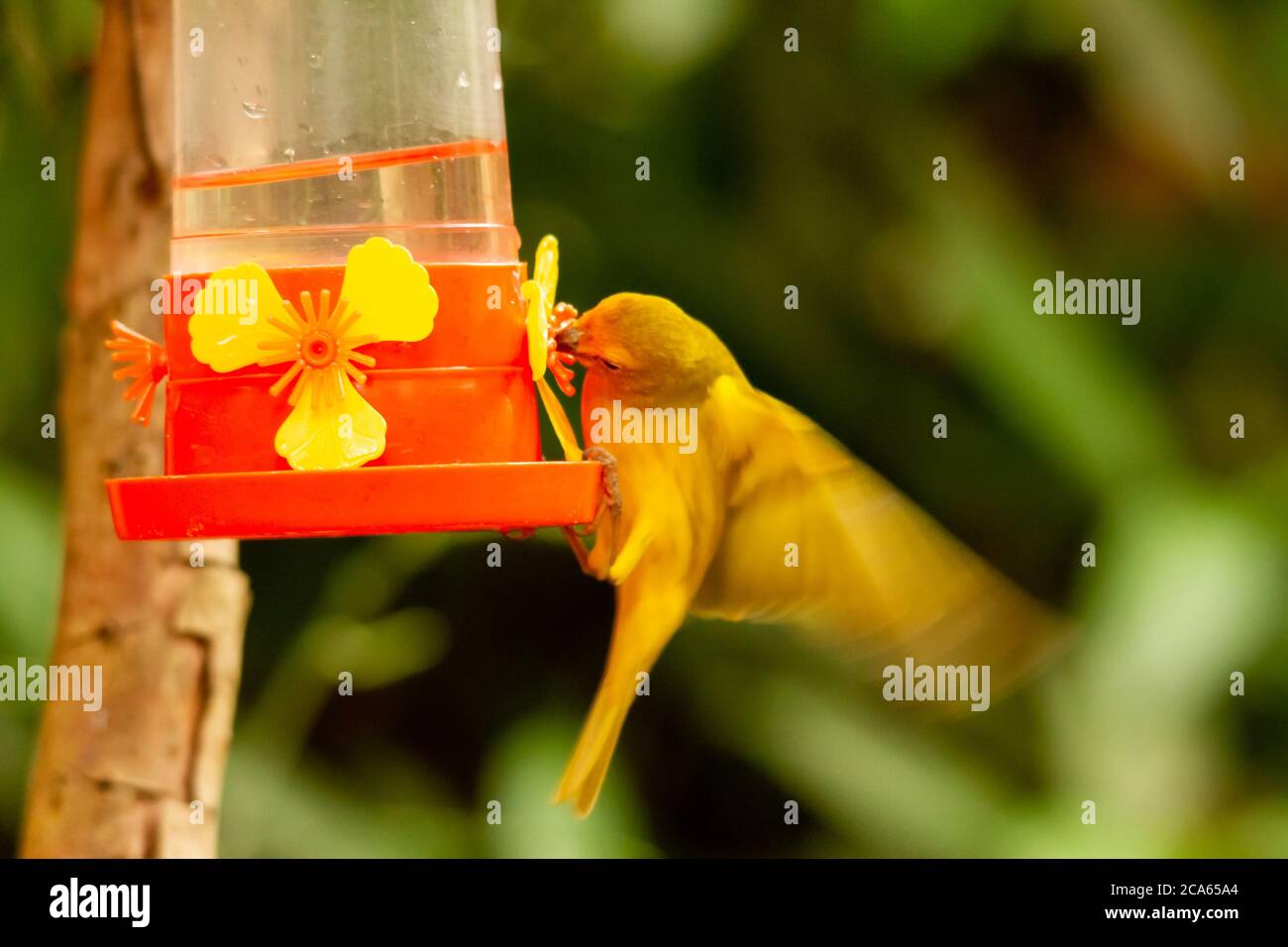 Gewöhnlicher Goldfink, der zuckerhaltiges Wasser oder Nektar aus einem Kolibri-Futterhäuschen schlürft Stockfoto