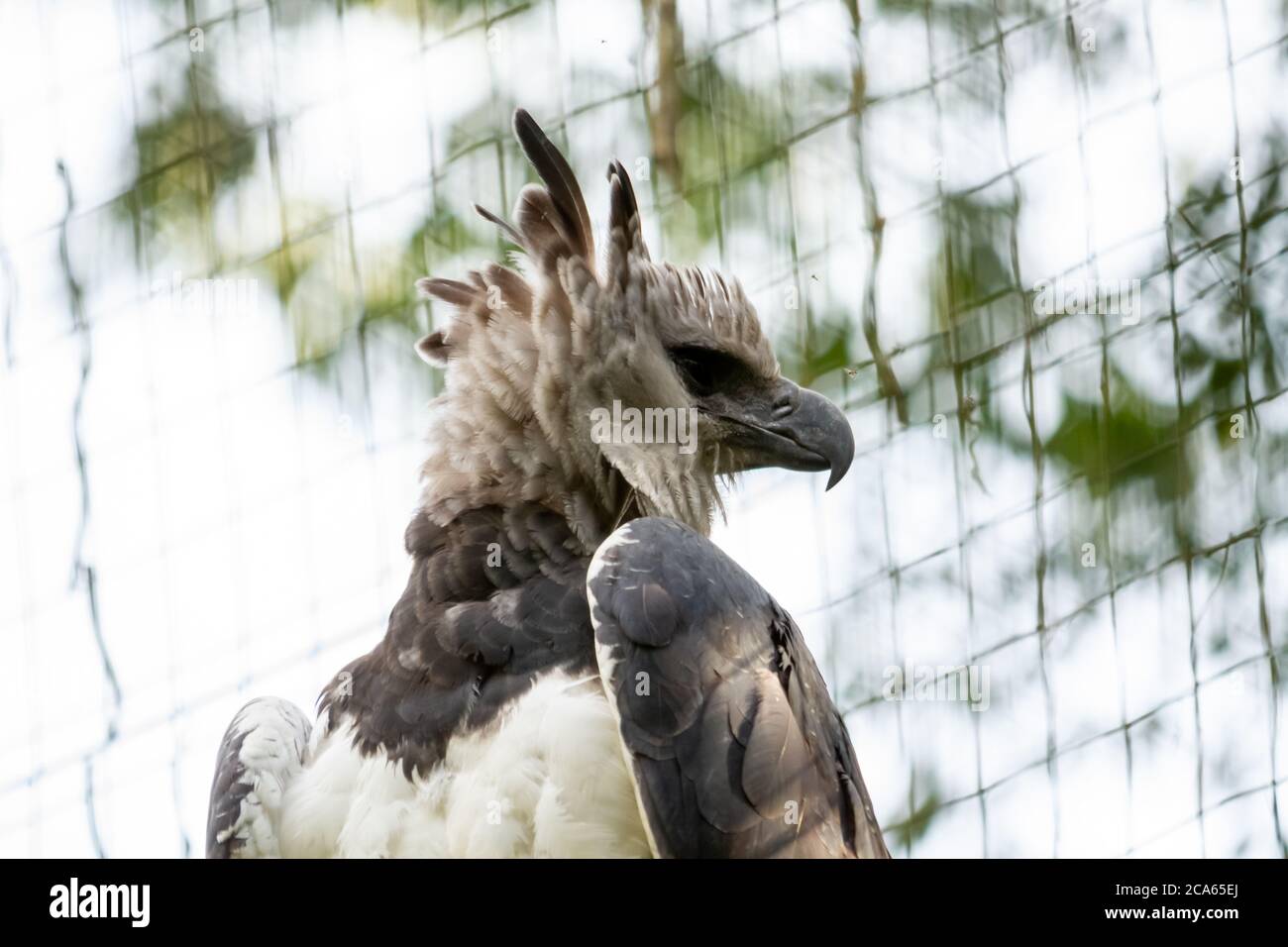 Harpia in einem Reservat in Brasilien ist der größte Greifvogel Stockfoto
