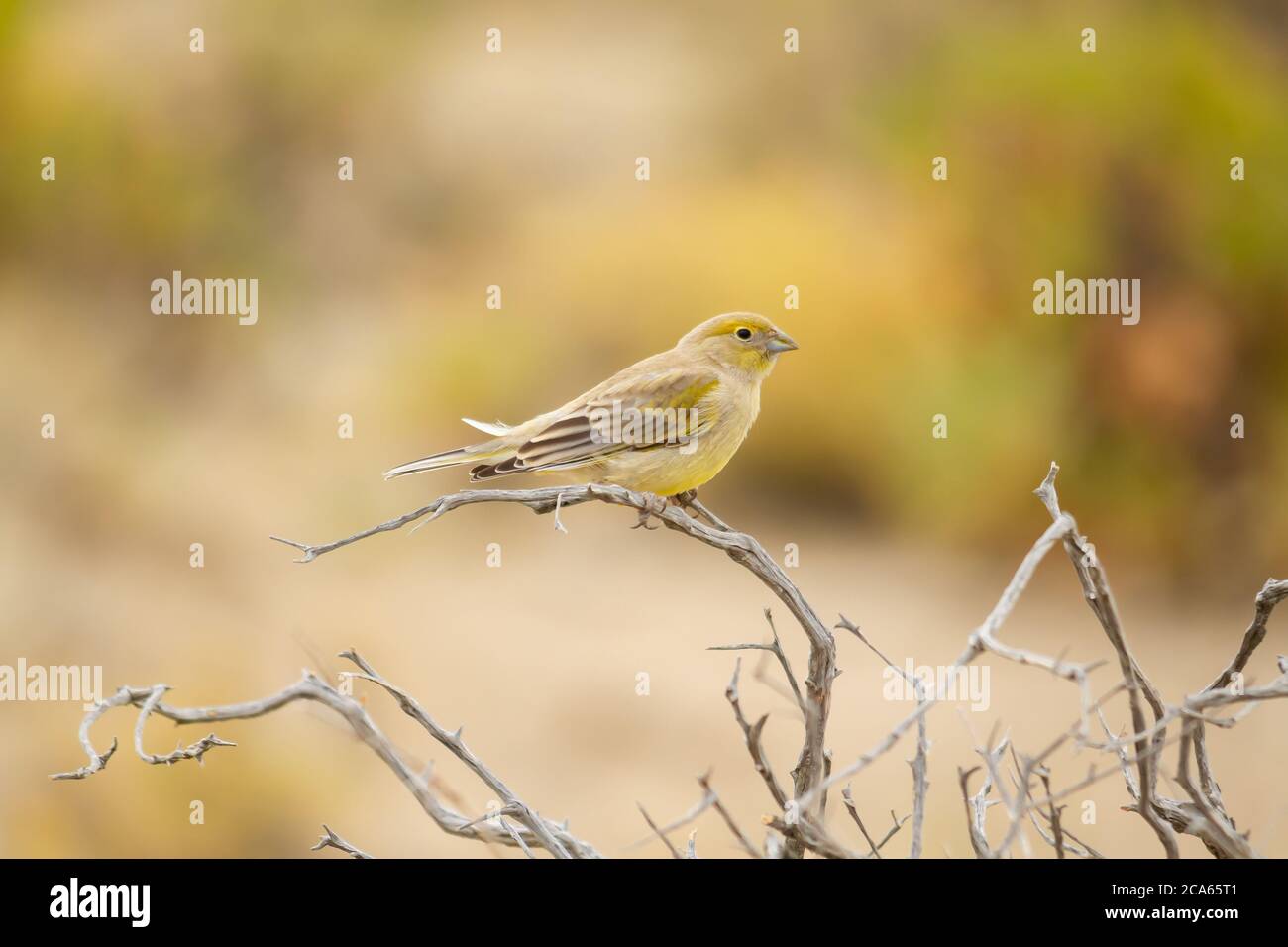 Junger gelber Goldfink auf einem Zweig auf dem Feld in der Provinz Entre Rios, Argentinien.. Stockfoto