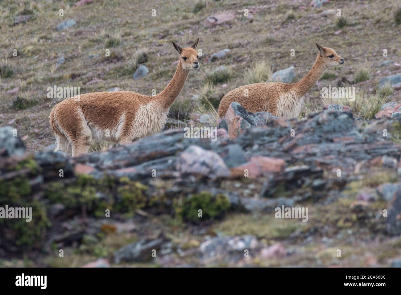 Ein Paar Vicuna (Vicugna vicugna) in der Cordillera Vilcanota von Peru. Stockfoto