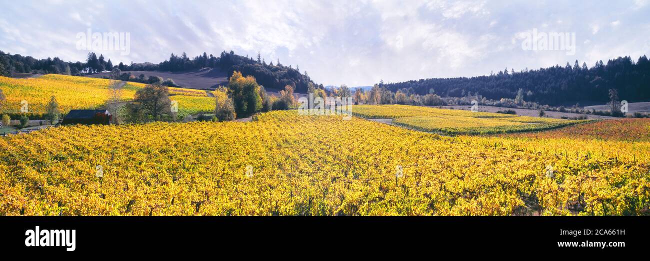 Zenith Vineyard, Amity, Willamette Valley, Oregon, USA Stockfoto
