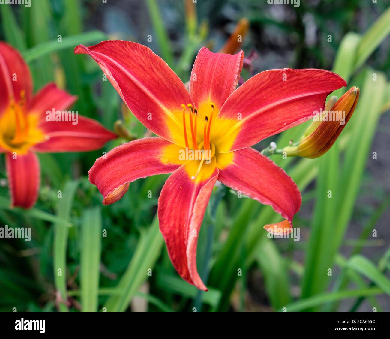 Tageslilie (hemerocallis Hybrida) in voller Sommerblüte Stockfoto