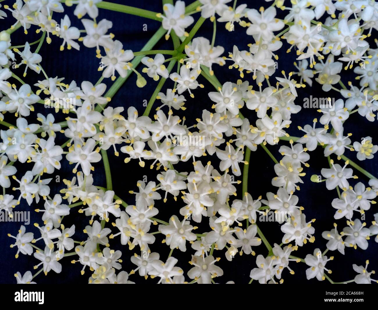 Blüten der Holunderbeere als Hintergrund. Holunderblüte. Stockfoto