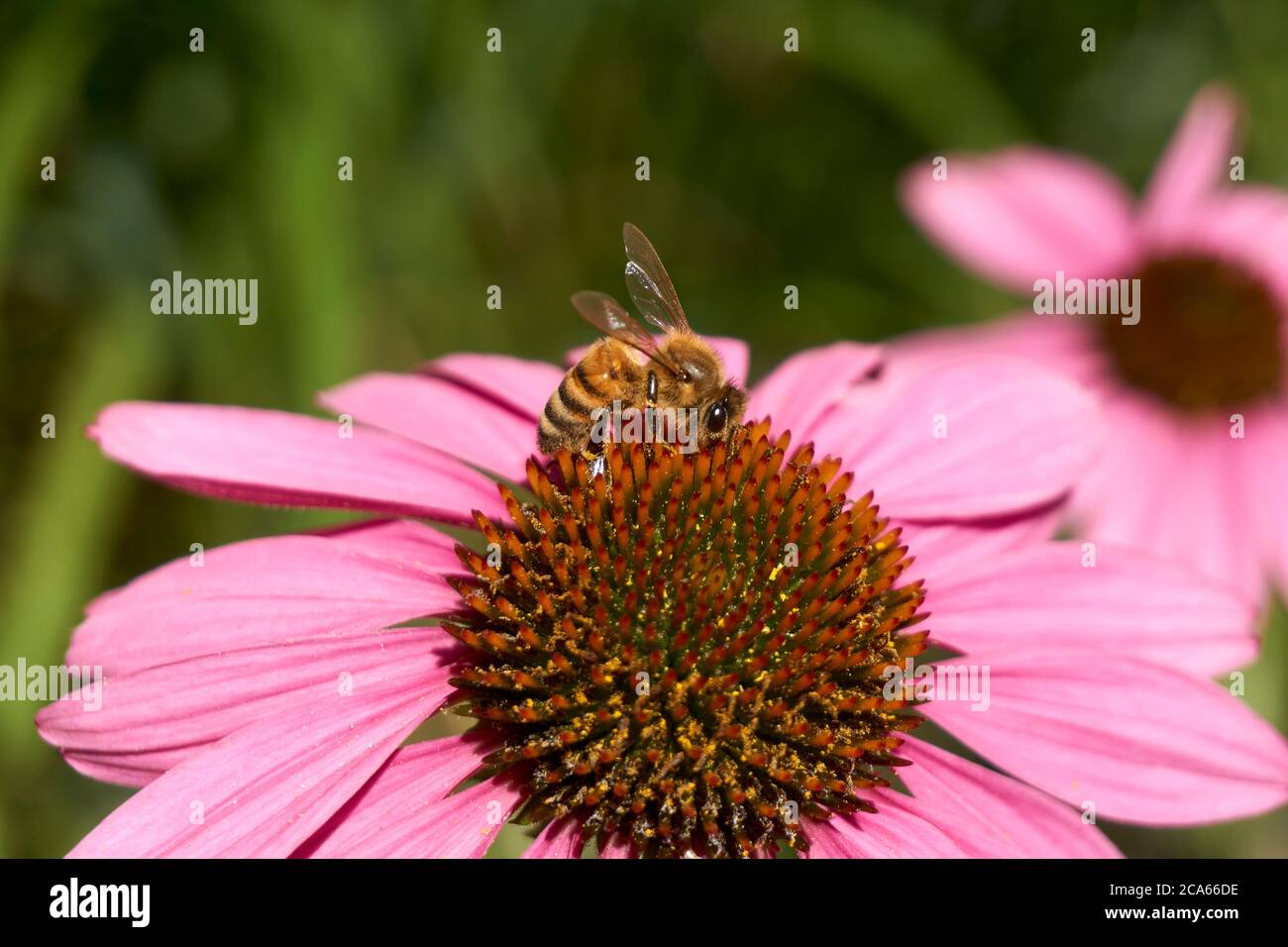 Nahaufnahme einer westlichen Honigbiene APIs mellifera auf einer Echinacea Blume oder lila Koneblume im Sommer Stockfoto