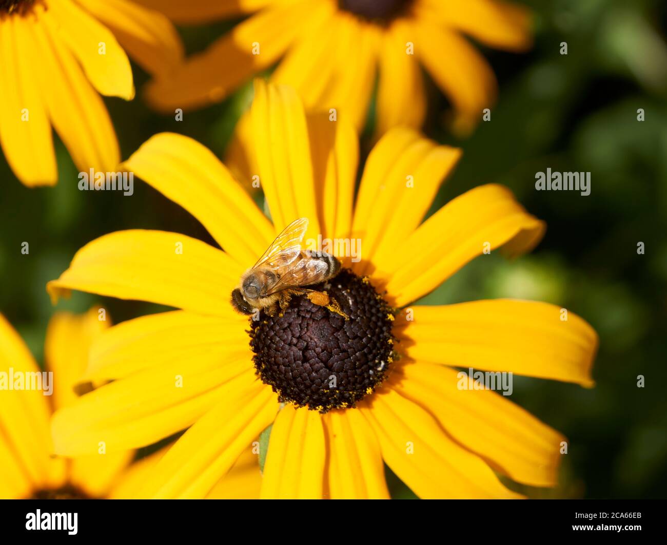 Nahaufnahme einer westlichen Honigbiene APIs mellifera auf einer Brown-eyed Susan Rudbeckia hirta Blume, Vancouver, BC, Kanada Stockfoto