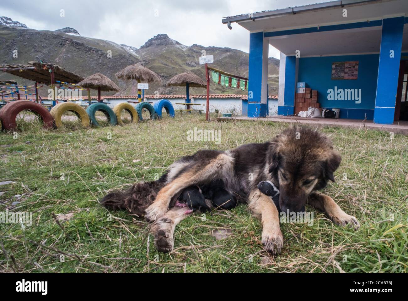 Ein Straßenhund bringt Welpen auf dem Schulhof einer kleinen ländlichen Schule in einem kleinen Quechua-Dorf in Peru zur Welt. Stockfoto
