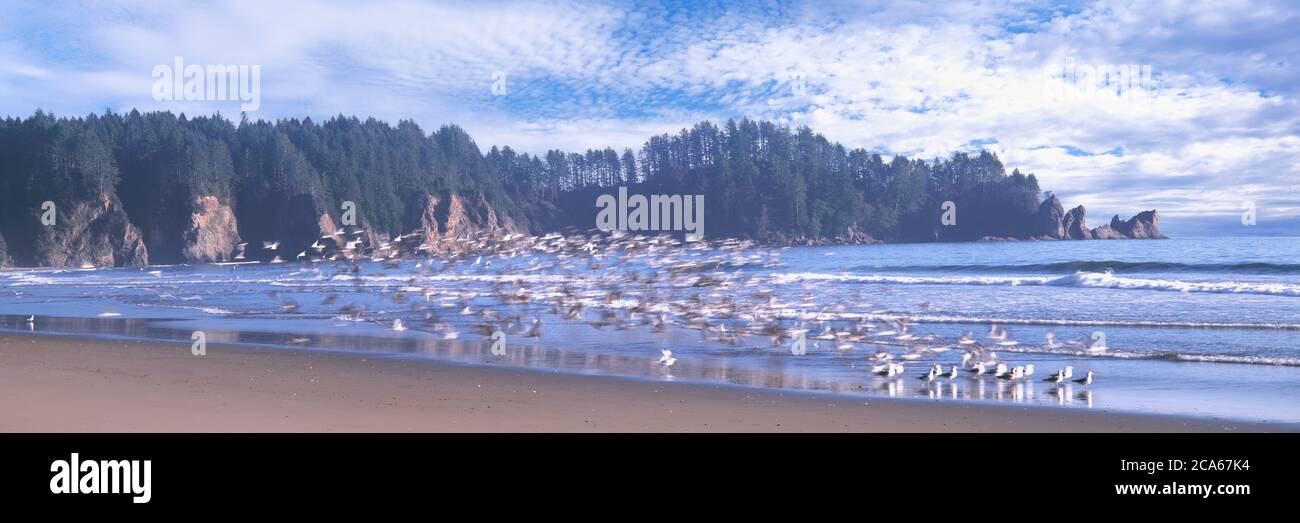 Blick auf Möwen am Second Beach, Olympic National Park, Washington, USA Stockfoto