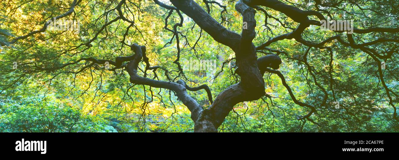 Nahaufnahme der japanischen Ahornzweige, Portland Japanese Garden, Washington Park, Portland, Oregon, USA Stockfoto