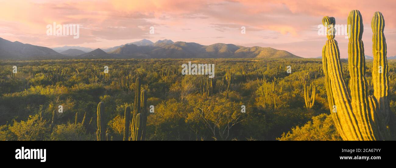 Sonnenaufgang über den Bergen, Cardon Cacti Forest, Sierra La Trinidad Bergkette zwischen La Ribera und Cabo Pulmo, Baja California Sur, Mexiko Stockfoto