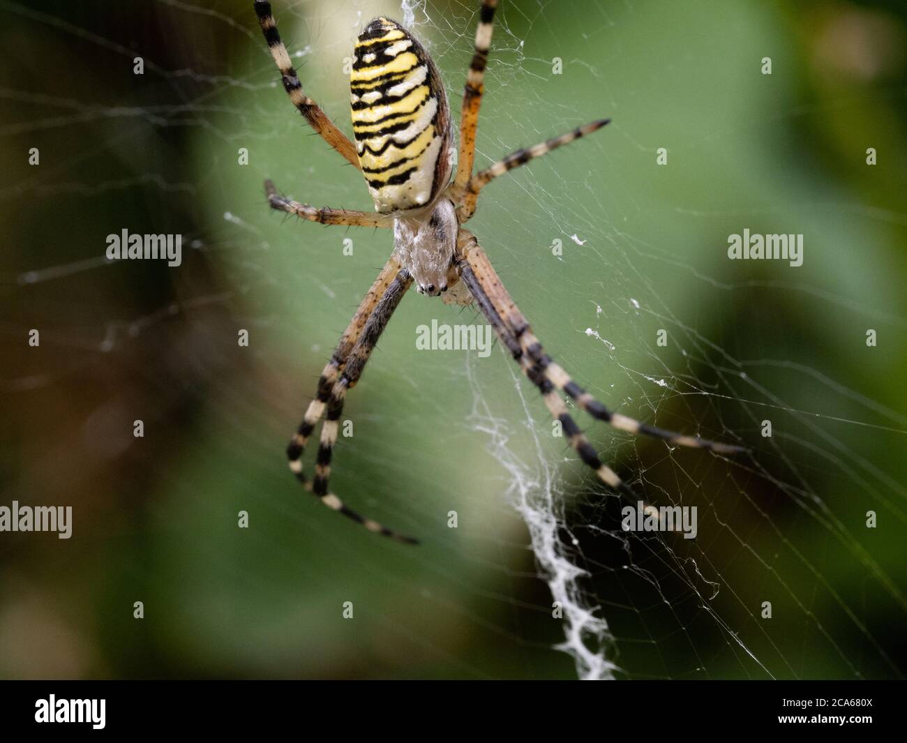 Eine Wespenspinne (Argiope Bruennichi) auf ihrem Spinnennetz wartet auf eine Beute. Stockfoto