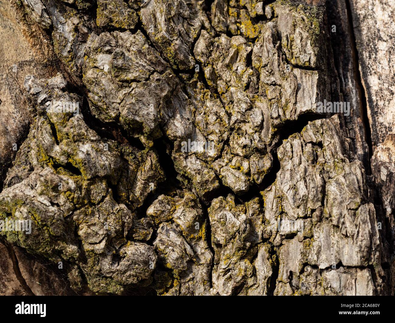 Alter birnbaum -Fotos und -Bildmaterial in hoher Auflösung – Alamy