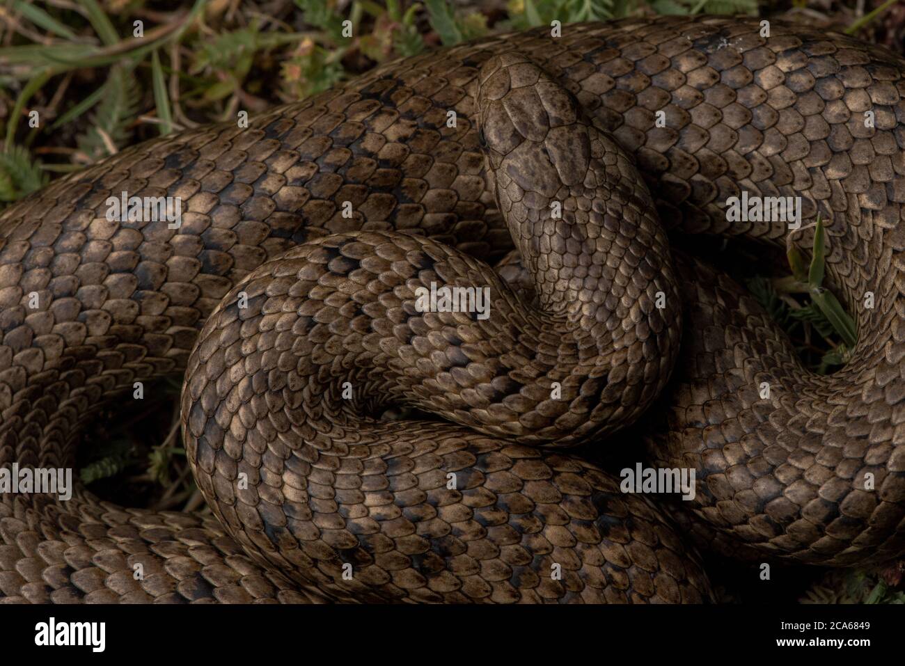 Die peruanische Schlangenschlange (Tachymenis peruviana) ist die höchstgelegene Schlangenart Amerikas. Stockfoto