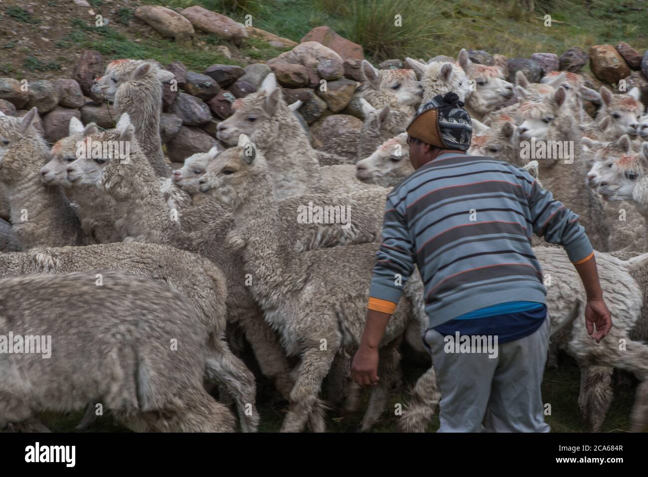 Ein peruanischer Mann schürte eine Herde Alpaka in den Anden im Süden Perus. Stockfoto
