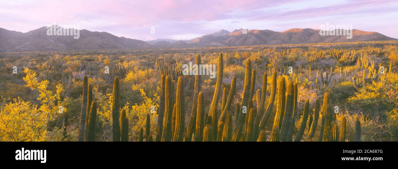 Blick auf die Sierra La Trinidad Bergkette zwischen La Ribera und Cabo Pulmo, Baja California Sur, Mexiko Stockfoto